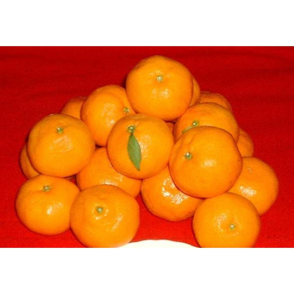 IBLc݂ 10kg 2LTCY() mSL44na̎R쒬15000ʕEt[c݂Ek