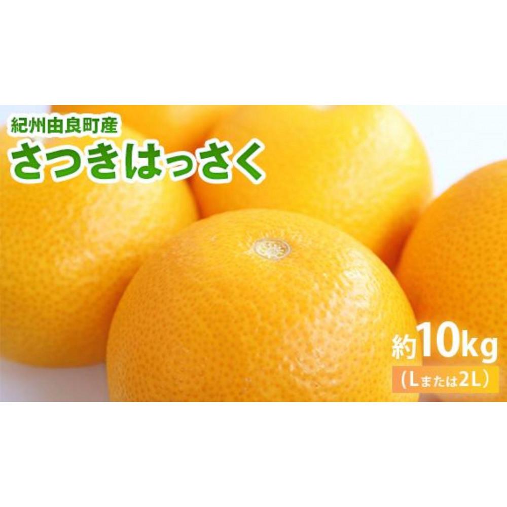 IBRǒY ͂ 10kg(L܂2LTCY mSL49na̎R쒬20000ʕEt[c݂Ek