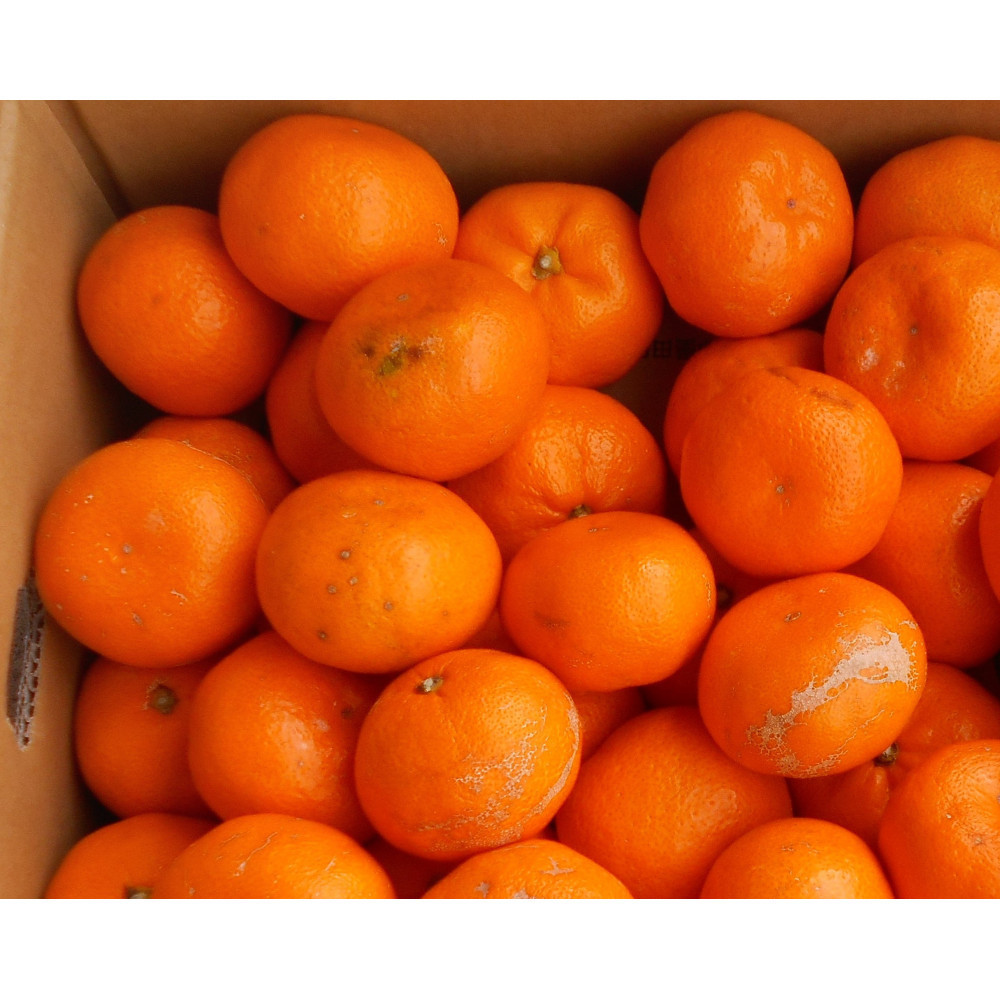 IBLc݂ 5kg 2S`2Lꂩ ƒp LYAmSL53na̎R쒬10000ʕEt[c݂Ek