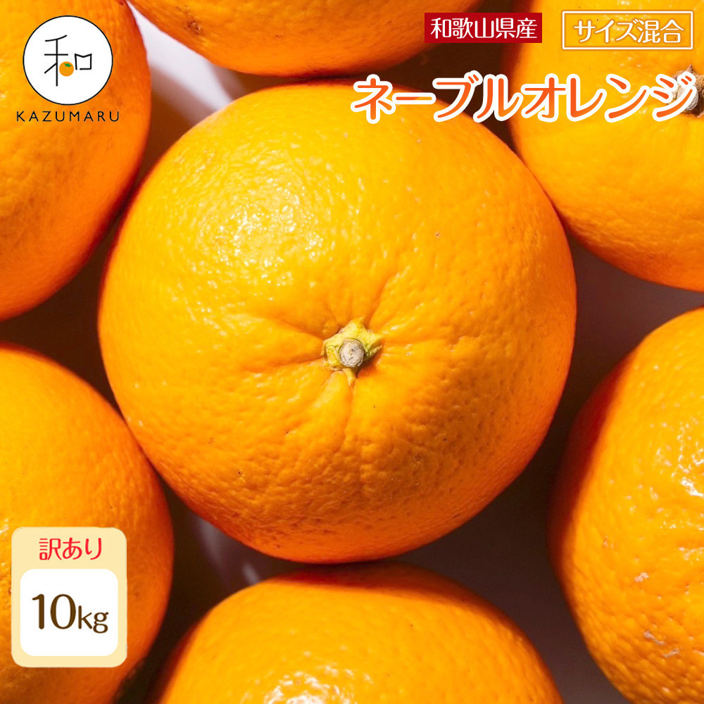 󂠂 X{_̎I l[uIW 10kg a̎RY TCY mkCEEzsnmRN47nm2026N1{珇na̎R쒬12000ʕEt[c݂E