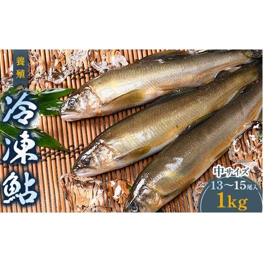 FKK19-826_養殖冷凍鮎 (中:13〜15尾入×1) 1kg熊本県嘉島町15000魚介・海産物その他 魚介・海産物