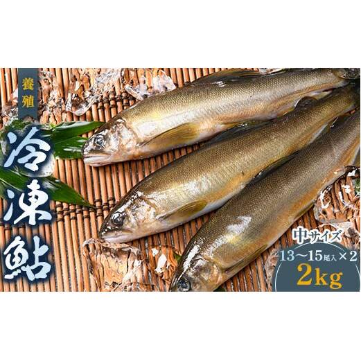 FKK19-827_養殖冷凍鮎 (中:13〜15尾入×2) 2kg熊本県嘉島町25000魚介・海産物その他 魚介・海産物