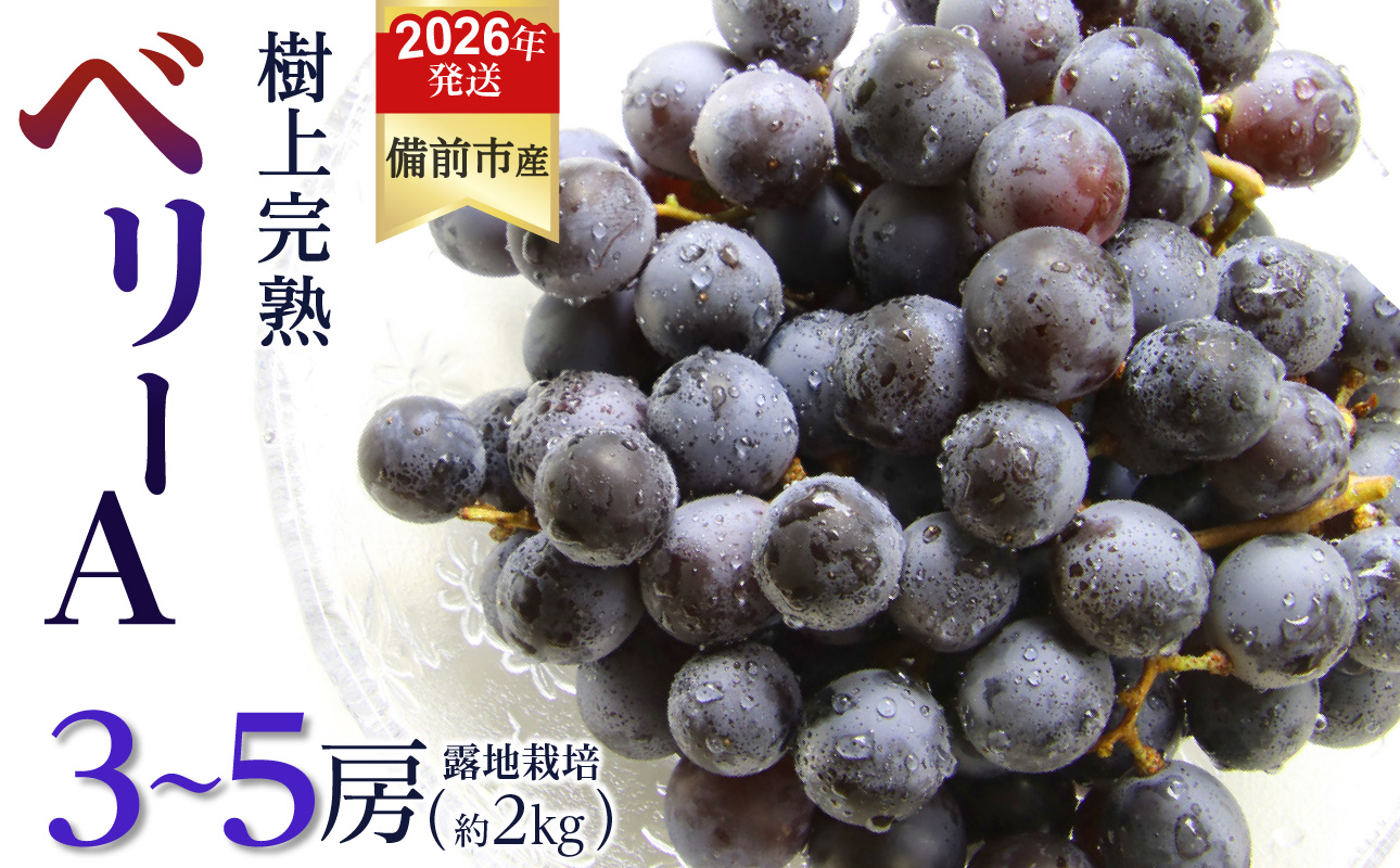 【2026年発送分 先行受付開始!】びぜん葡萄「ベリーA」(露地栽培)約2kg(令和8年9月上旬〜9月中旬頃発送) 【 岡山県備前市産 ベリーA 露地栽培 約2kg 3〜5房目安 樹上完熟 】岡山県備
