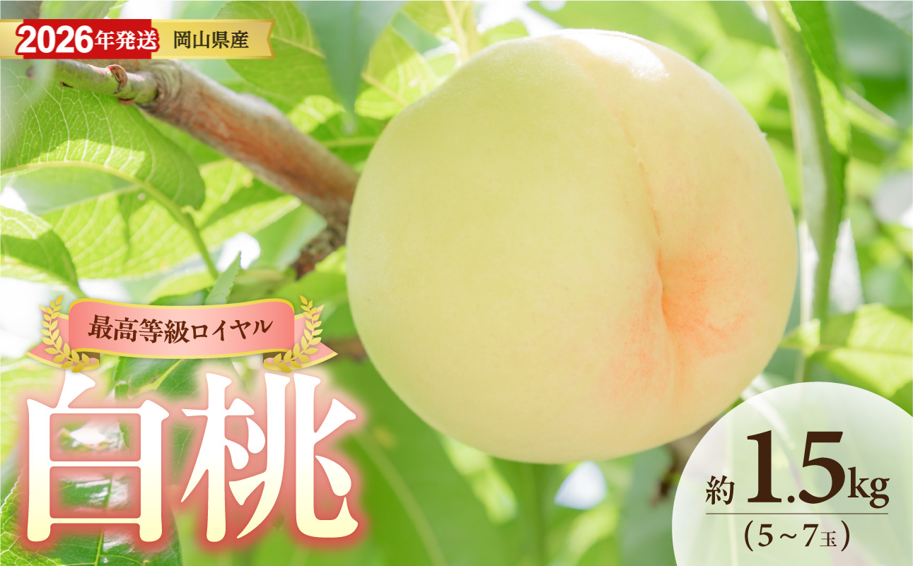 【2026年発送】岡山県産白桃(ロイヤル)約1.5kg(令和8年6月中旬〜8月上旬発送)【白桃 もも フルーツ モモ ロイヤル 糖度最上級 岡山県産 くだもの王国岡山 】岡山県備前市25000果物・フル