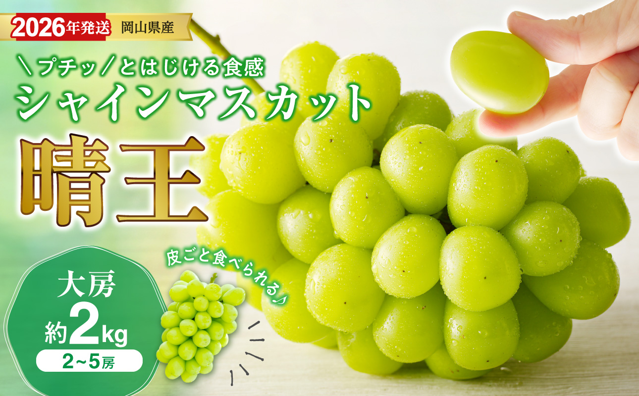 【2026年発送分 先行受付スタート!】岡山県産シャインマスカット「晴王」秀品 大房 (約2kg・2〜5房程度)(令和8年8月中旬〜11月中旬頃発送)【 シャインマスカット 晴王 フルーツ 果物
