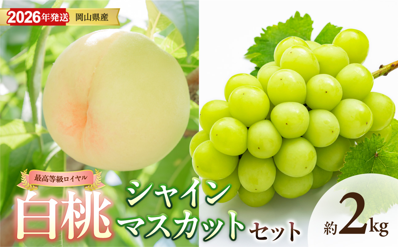 【 2026年発送 】岡山県産白桃 ロイヤル&シャインマスカット 約2kgセット(令和8年6月中旬〜8月上旬発送)【 白桃 糖度最上級 もも フルーツ モモ ロイヤル シャインマスカット ぶどう 大人