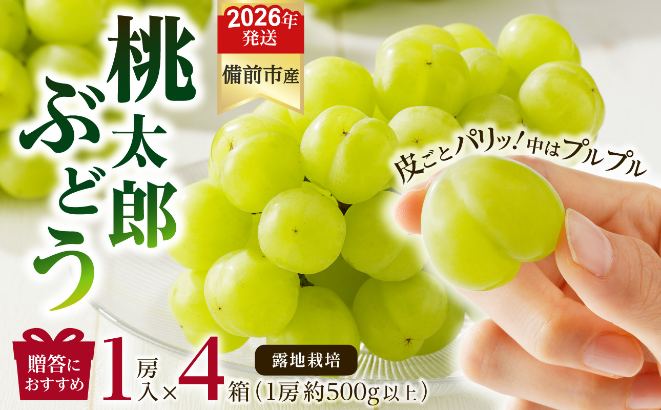 【2026年発送分 先行受付開始!】びぜん葡萄「桃太郎ぶどう」(露地栽培)1房入×4箱セット(令和8年9月上旬〜10月中旬頃発送)【 岡山県備前市産 桃太郎ぶどう 露地栽培 1房入×4箱セット