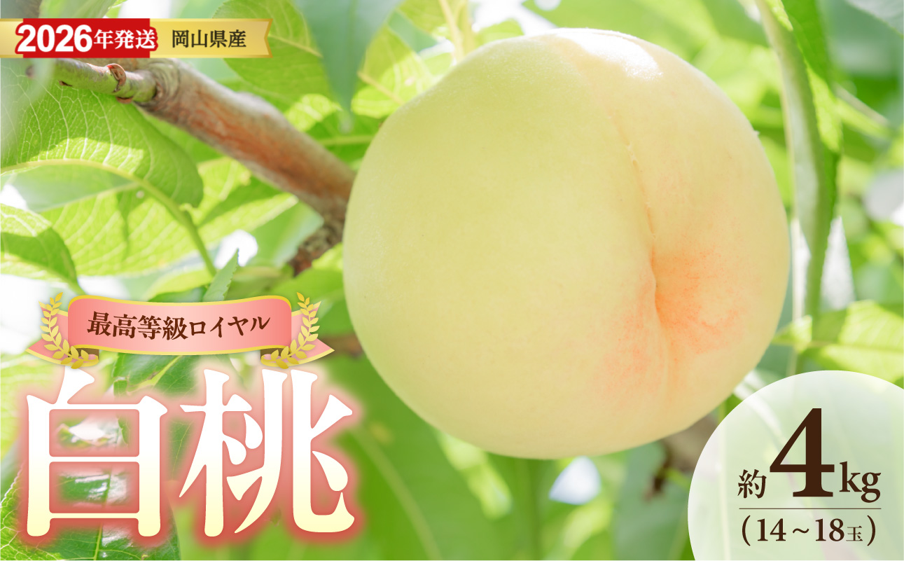 【2026年発送】岡山県産白桃(ロイヤル) 約4kg(令和8年6月中旬〜8月上旬発送)【白桃 もも フルーツ モモ ロイヤル 糖度最上級 岡山県産 くだもの王国岡山 】岡山県備前市55000果物・フルー