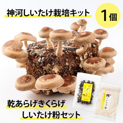 神河しいたけ栽培キット(しいたけ菌床)1個と乾あらげきくらげ・しいたけ粉セット ※10月〜4月発送【1355231】兵庫県神河町10500野菜・きのこきのこ