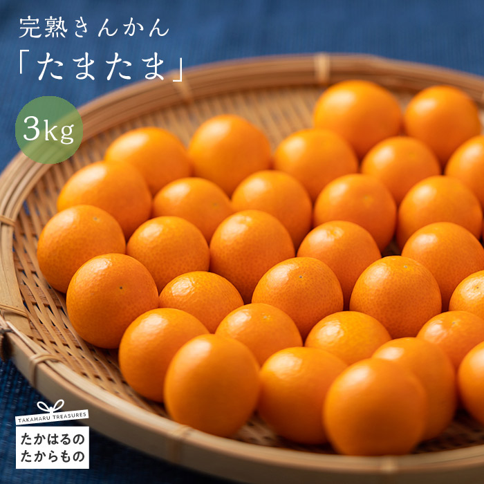 【令和6年産】完熟きんかん「たまたま」 TF0433-P00055宮崎県高原町16000果物・フルーツみかん・柑橘類