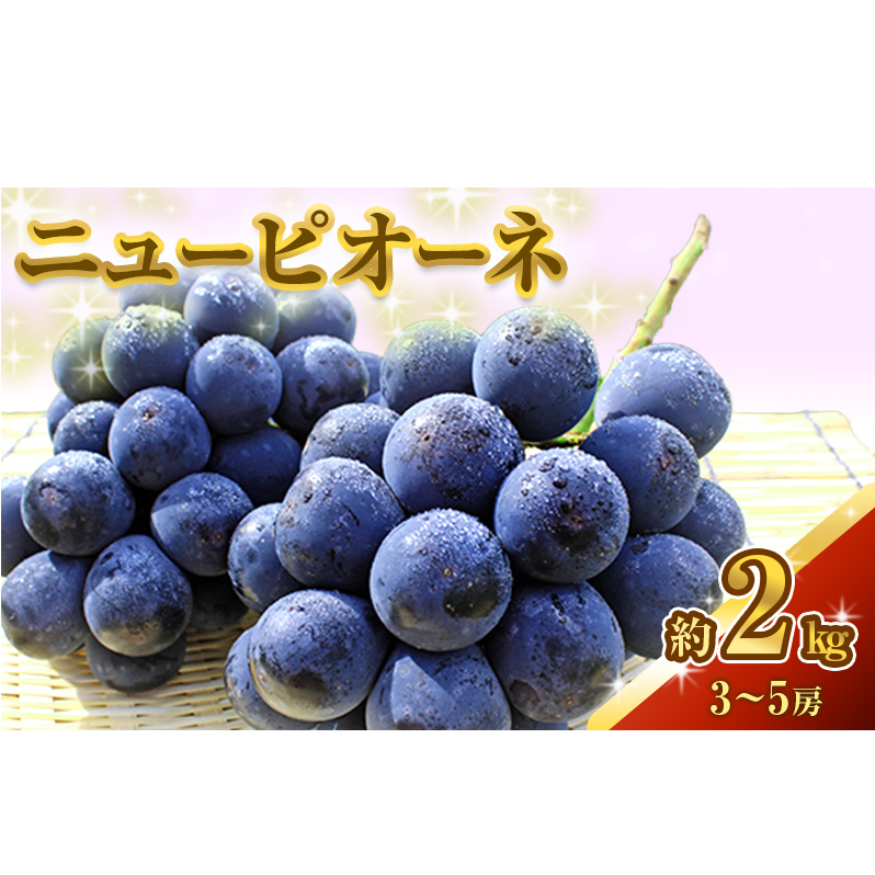 ニュー ピオーネ 約2kg 3〜5房 ぶどう 葡萄 フルーツ 岡山 高梁市産 2025年 先行予約 果物類 果物 岡山県高梁市24000果物・フルーツマスカット・ぶどう