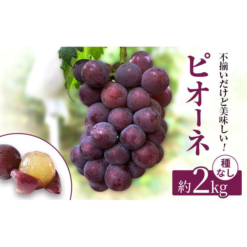 訳あり 辻葡萄園 の ピオーネ 約2kg ご家庭用 岡山県産 ぶどう 葡萄 果物 フルーツ 果物類 岡山県高梁市16000果物・フルーツマスカット・ぶどう