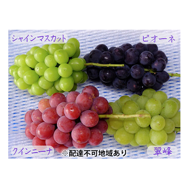 バラエティ セット 3〜4房 約2kg 高梁市産 2025年 先行予約 しばくらぶどう園 葡萄 フルーツ 岡山 果物 果物類 詰合せ 岡山県高梁市19000果物・フルーツマスカット・ぶどう