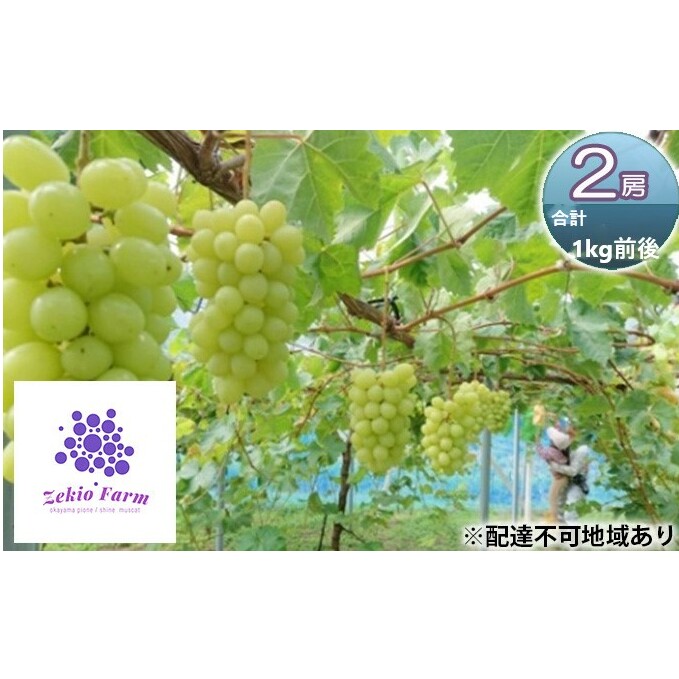 VC}XJbg 2[ v1kgO  t[c R sY _ Ԃǂclub 2025N s\ ʕ Rs14000ʕEt[c}XJbgEԂǂ