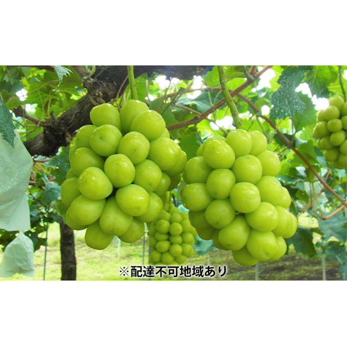 シャインマスカット 約5kg 6〜8房 葡萄 フルーツ 岡山 高梁市産 こあに葡萄園 2025年 先行予約 果物類 ぶどう ブドウ 岡山県高梁市84000果物・フルーツマスカット・ぶどう