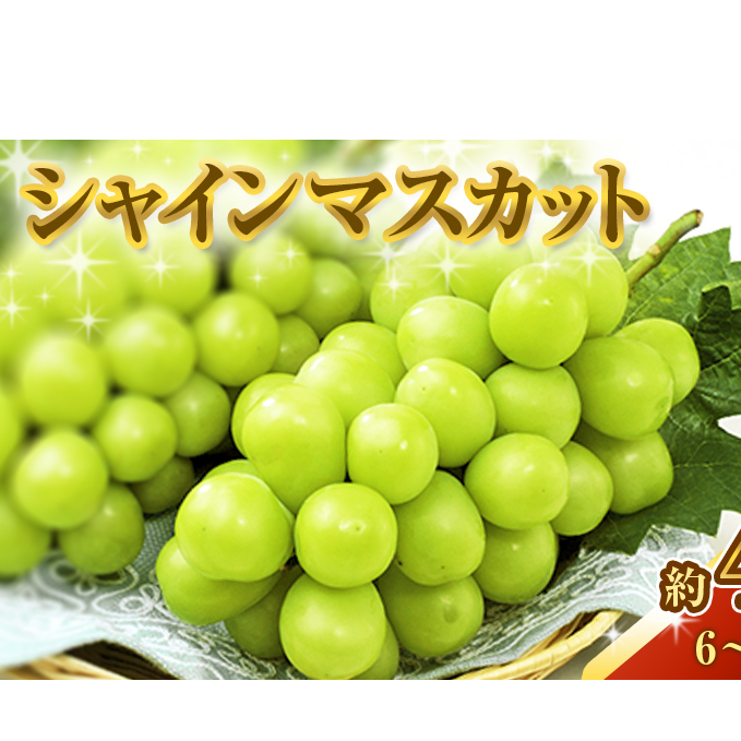 VC}XJbg 4kg Ԃǂ  t[c R sY 2025N s\ ʕ Fȍ Ȃ 炲 Rs50000ʕEt[c}XJbgEԂǂ