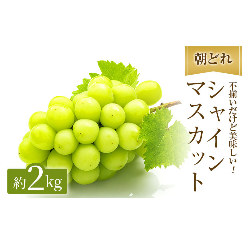 VC}XJbg 2kg ƒp ҕ Ԃǂ  t[c ʕ RY R̂Ԃǂ H fU[g  Rs18000ʕEt[c}XJbgEԂǂ
