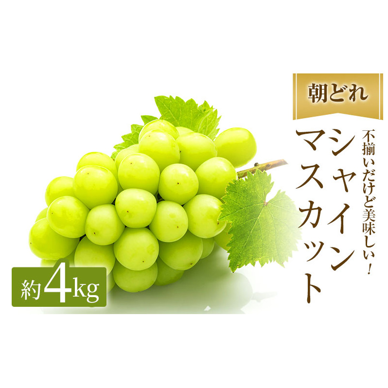 早期受付 シャインマスカット 満杯詰め 約4kg以上 ご家庭用 辻葡萄園 ぶどう 葡萄 フルーツ 果物 岡山県産 岡山のぶどう 食後 デザート おやつ 岡山県高梁市30000果物・フルーツマスカット・