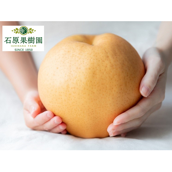  2025N s\ Ojij 1 (1`1.4kg) y11{`12{z iV Ȃ RY Y t[c ʕ Mtg Όʎ @ׂȖ W{ Rs17