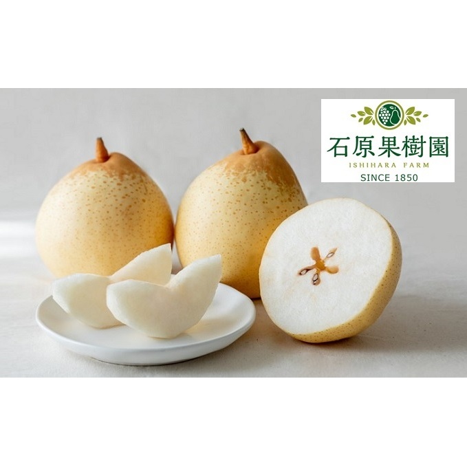 梨 2025年 先行予約 備前乙女梨(鴨梨) 5〜6玉 合計約3kg【11月下旬〜12月中旬頃発送】 ナシ なし 岡山県産 国産 フルーツ 果物 ギフト 石原果樹園 風味豊か 上品 希少な梨 岡山県高梁市28000果