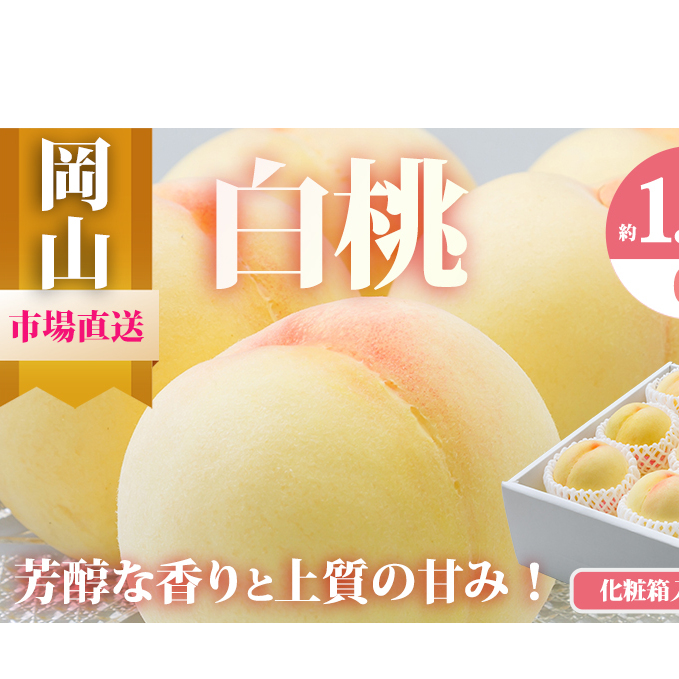 桃 2026年 先行予約 岡山 白桃 6玉(合計1.6kg以上)化粧箱入り もも モモ 岡山県産 国産 フルーツ 果物 ギフト 岡山県高梁市36000果物・フルーツもも・すもも
