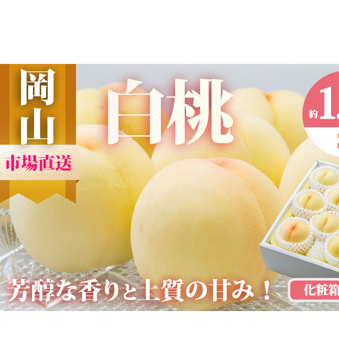 桃 2026年 先行予約 岡山 白桃 8玉(合計1.7kg以上)化粧箱入り もも モモ 岡山県産 国産 フルーツ 果物 ギフト 岡山県高梁市30000果物・フルーツもも・すもも