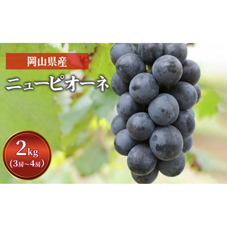 ぶどう ニュー ピオーネ 2kg  3房〜4房 1房 約500g〜600g 葡萄 フルーツ 岡山 高梁市産 赤迫農園 2025年 先行予約岡山県高梁市19000果物・フルーツマスカット・ぶどう
