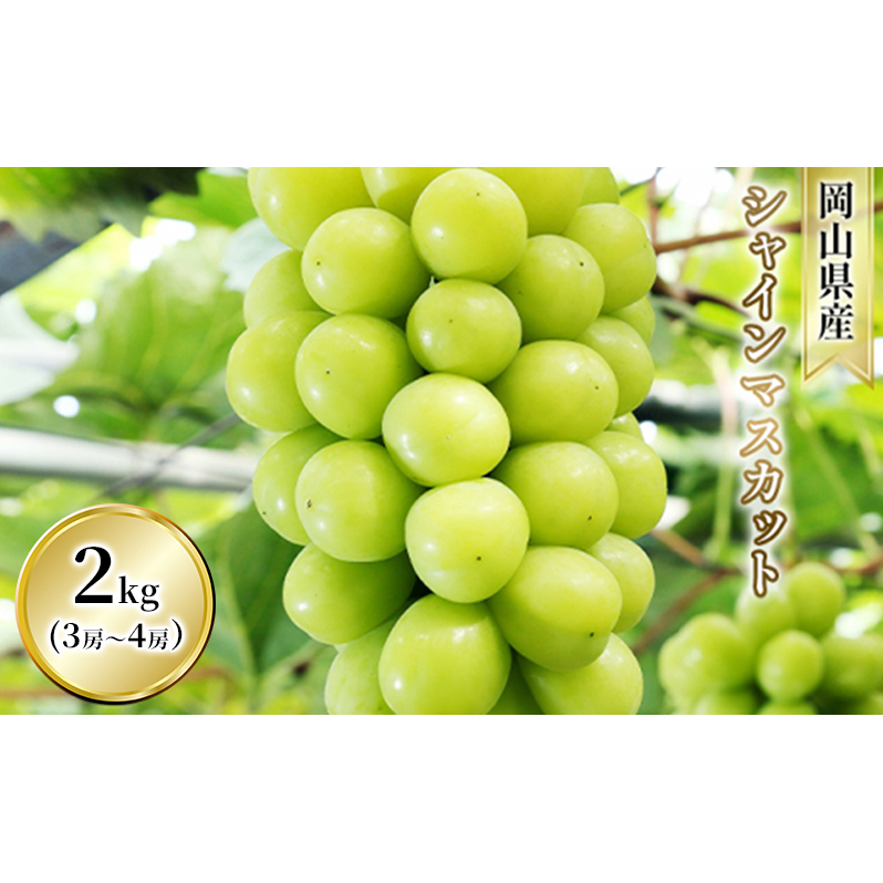 Ԃǂ VC}XJbg 2kg  3[`4[ 1[ 500g`600g  t[c R sY Ԕ_ 2025N s\񉪎Rs26000ʕEt[c}XJbgEԂǂ