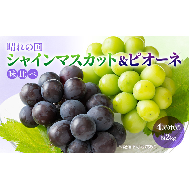早期受付 ぶどう 晴れの国 シャインマスカット&ピオーネ 味比べ 4房(中房)化粧箱入り 岡山県 高梁市 ブドウ 葡萄 果物 フルーツ 岡山県高梁市19000果物・フルーツマスカット・ぶどう