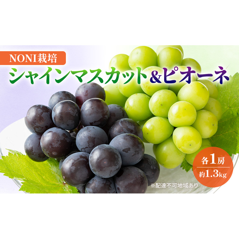 ぶどう NONI栽培 シャインマスカット&ピオーネ 【数量限定販売】 化粧箱入り 岡山県 高梁市 ブドウ 葡萄 果物 フルーツ 岡山県高梁市16000果物・フルーツマスカット・ぶどう