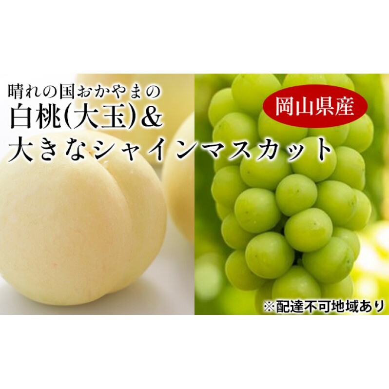桃 ぶどう 【2026年 先行予約】 晴れの国 おかやま の 白桃 大玉 1.5kg以上(4〜6玉) 大きな シャインマスカット 1房800g以上 マスカット ブドウ 葡萄  岡山県産 国産 フルーツ 果物 ギフト岡山県高
