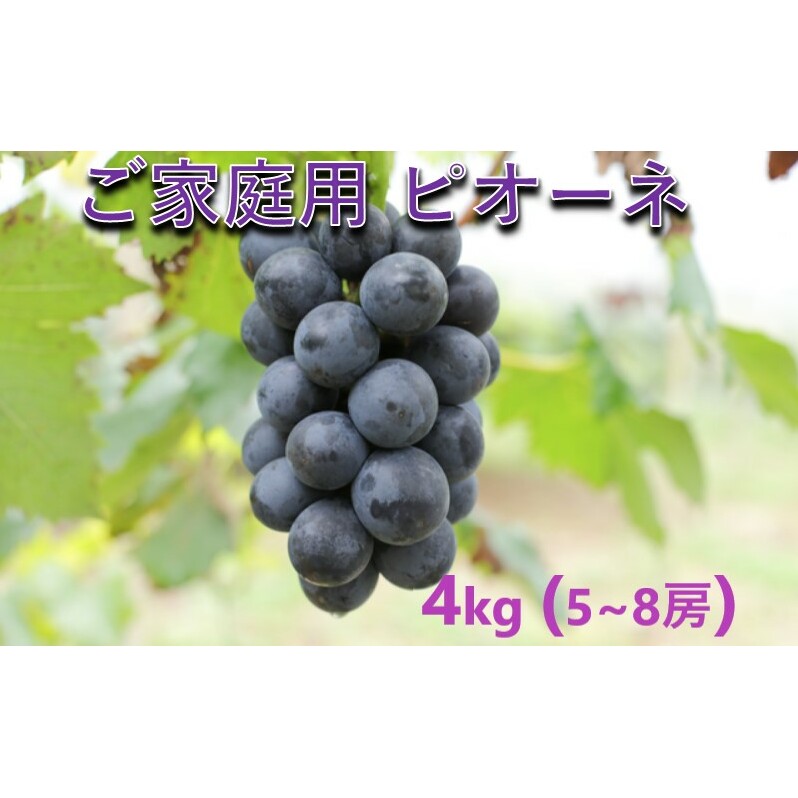 ぶどう 【2025年 先行予約】 訳あり ご家庭用 ピオーネ 4kg(5〜8房) 葡萄 フルーツ 岡山 高梁市産 こあに葡萄園岡山県高梁市25000果物・フルーツマスカット・ぶどう