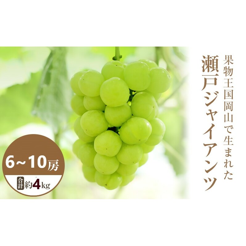 【2025年 先行予約】 瀬戸ジャイアンツ 6〜10房 合計約4kg 常温配送 ぶどう 葡萄 フルーツ 果物 岡山 高梁市岡山県高梁市60000果物・フルーツマスカット・ぶどう