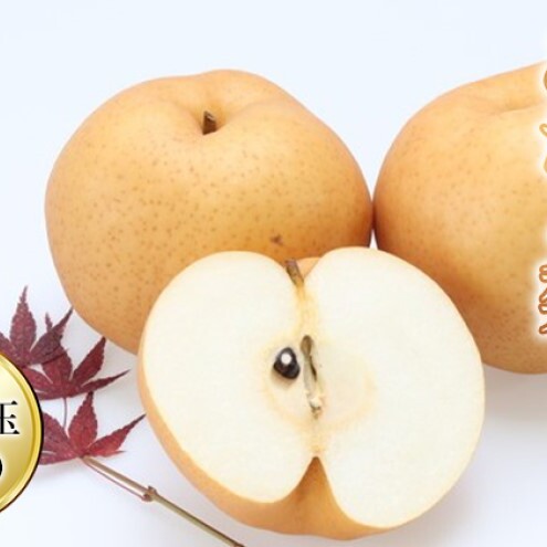 梨 2025年 先行予約 あたご梨 約3kg 3〜5玉入り  なし ナシ  岡山県産 国産 フルーツ 果物 ギフト 和梨 デザート 食後 日本一の大きさ 大玉 シャリシャリ岡山県高梁市14000果物・フルーツりんご