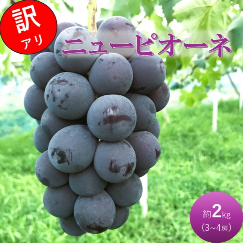 2026 早期受付 ぶどう ニューピオーネ 3〜4房 約2kg 岡山県高梁市産 うめづぶどう園 化粧箱入り 葡萄 ブドウ 訳あり岡山県高梁市15000果物・フルーツマスカット・ぶどう