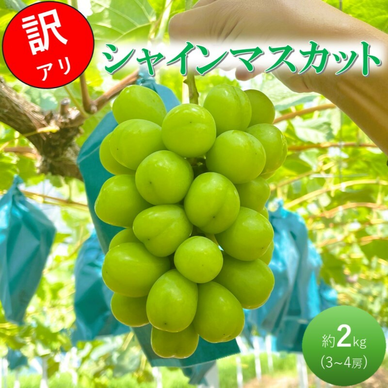2026 早期受付 ぶどう シャインマスカット 3〜4房 約2kg 岡山県高梁市産 うめづぶどう園 化粧箱入り 葡萄 ブドウ 訳あり岡山県高梁市19000果物・フルーツマスカット・ぶどう