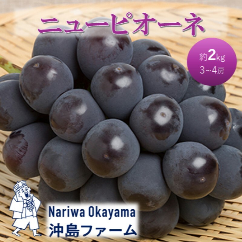 早期受付 ぶどう ピオーネ 約2kg(3〜4房)岡山県高梁市産 沖島ファーム 化粧箱入り 葡萄 ブドウ 贈答用岡山県高梁市14000果物・フルーツマスカット・ぶどう