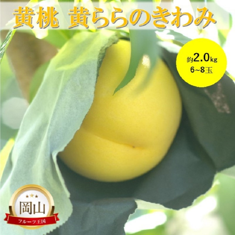 岡山県産 黄桃 黄ららのきわみ (約2.0kg) 6〜8玉 桃 もも 果物 フルーツ岡山県高梁市37000果物・フルーツもも・すもも