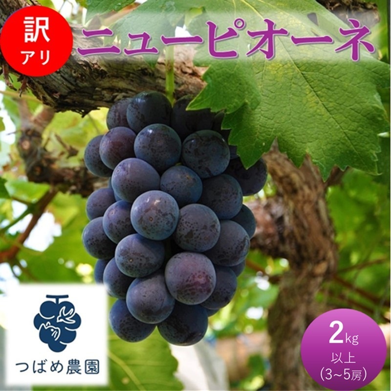 2026年 早期受付 ぶどう 訳あり ニューピオーネ 2kg以上(3〜5房) 数量限定 岡山県 高梁市産岡山県高梁市13000果物・フルーツマスカット・ぶどう