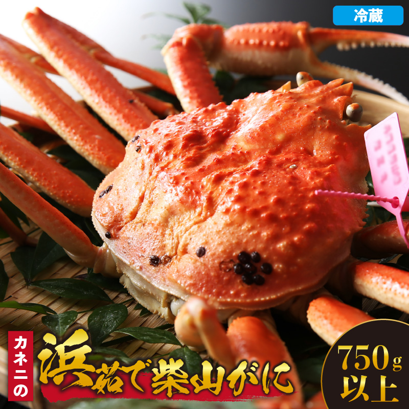 【先行予約】【カネニの浜茹で柴山がに 750g以上】令和7年11月中旬以降、水揚げ次第順次発送予定 冷蔵 高級 ふるさと納税 かにすき 焼きガニ カニ ボイル 兵庫県 香美町 香住 柴山 カネニ 06-