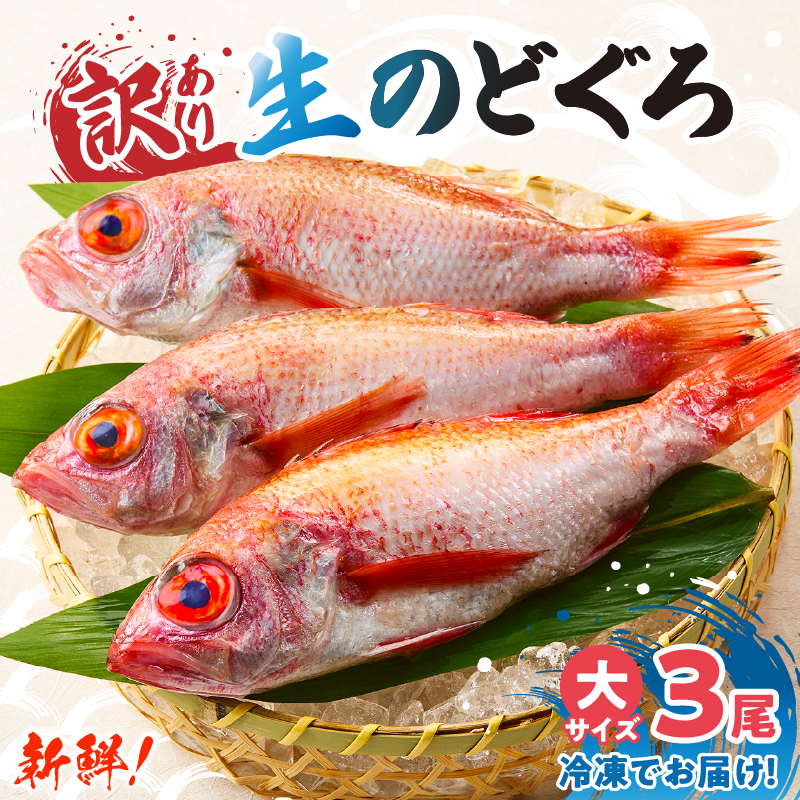 【兵庫県香住産 処理済 のどぐろ大3匹 1匹約250g前後 計約700〜800g 冷凍】令和8年3月下旬以降、順次発送予定 日本海 生冷凍 鮮度抜群 急速冷凍 白身のトロ 産地直送 兵庫県 香美町 香住 柴山