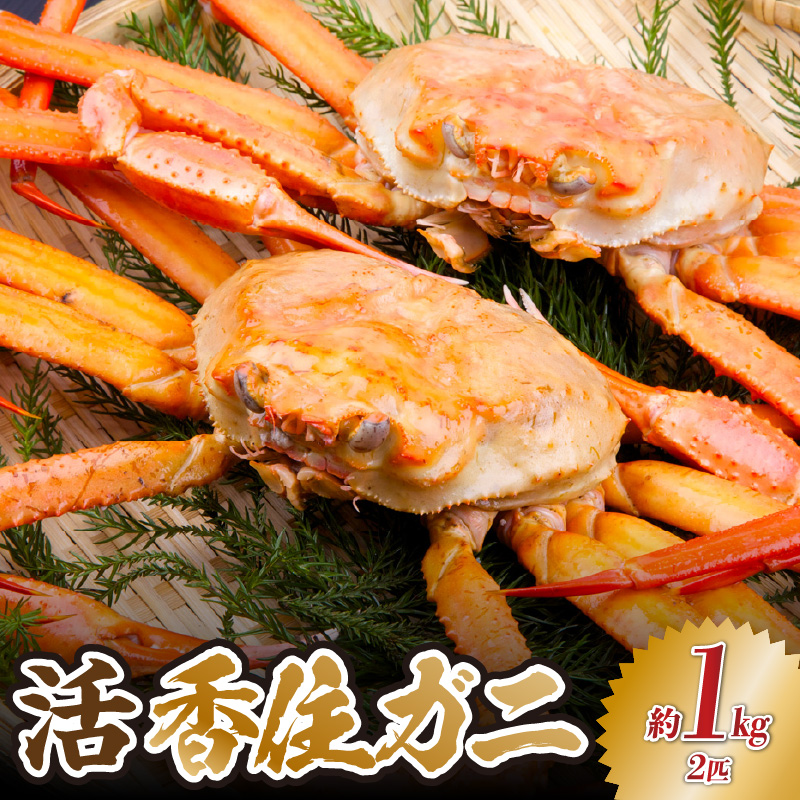 【活香住ガニ 約1kg×2匹 冷蔵】令和8年2月以降、順次発送予定 香住漁港 新鮮 香住ガニ かに カニ 蟹 紅ズワイガニ 紅ずわいがに 紅 新鮮 国産 鍋 かにすき 脚 足 爪 身 肩 おすすめ 返礼品 兵