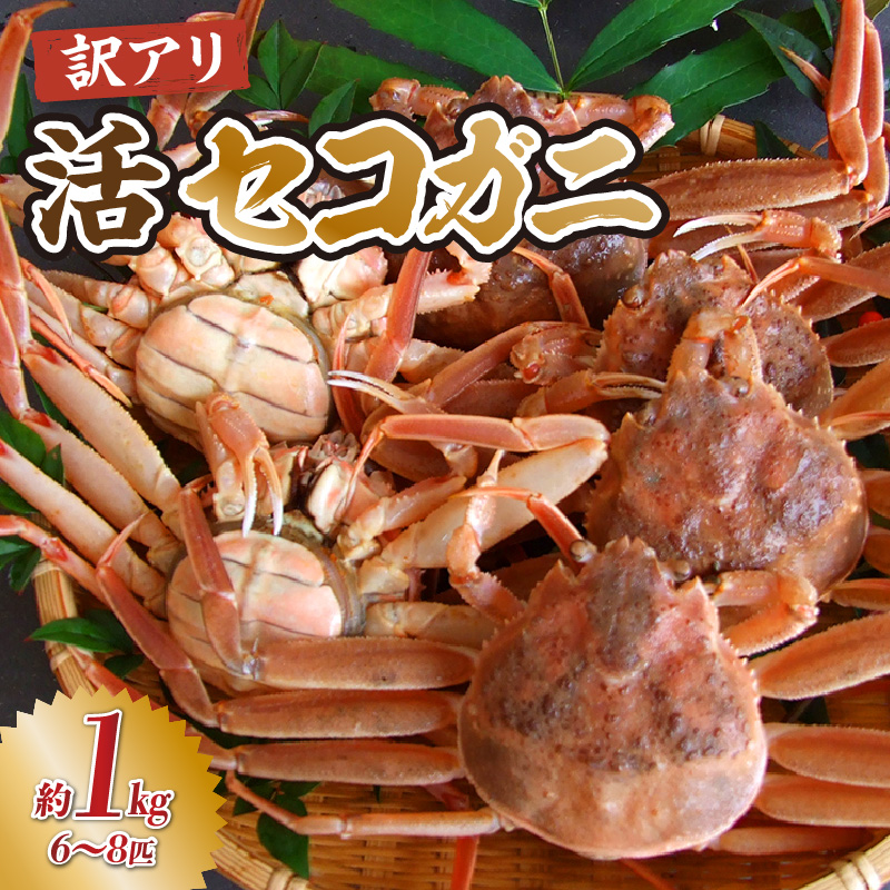 【先行予約】【兵庫県香住産 訳あり活セコガニ1kg 冷蔵】令和7年11月より配送予定 カニの本場兵庫県香美町 香住漁港 せこがに かに 蟹 セコ 訳あり国産 刺身 しゃぶしゃぶ 焼きガニ 鍋 カニ