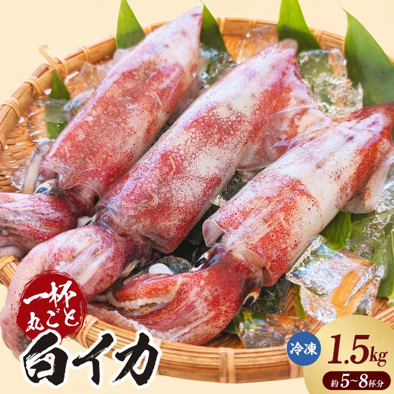 【白イカ 約1.5kg(5-8杯程度入) 冷凍】獲れたまま バラ凍結 3D凍結 鮮度抜群 イカ いか 白イカ 白いか 大人気 おすすめ 兵庫県 香美町 山米鮮魚 74-06兵庫県香美町27000魚介・海産物イカ・タコ