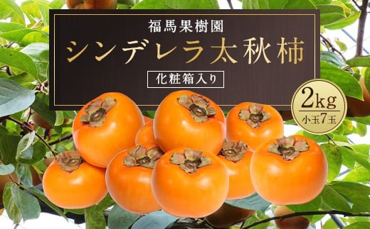 シンデレラ 太秋柿 化粧箱入り 小玉 7玉 約2kg 【2025年11月上旬〜12月下旬発送予定】熊本県益城町23500果物・フルーツその他 果物・フルーツ