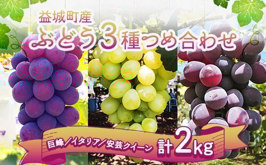 ぶどう 3種 詰め合わせ 合計約2kg 5〜6房 巨峰 イタリア 安芸クイーン 【2025年9月上旬〜9月下旬順次発送予定】熊本県益城町17500果物・フルーツマスカット・ぶどう