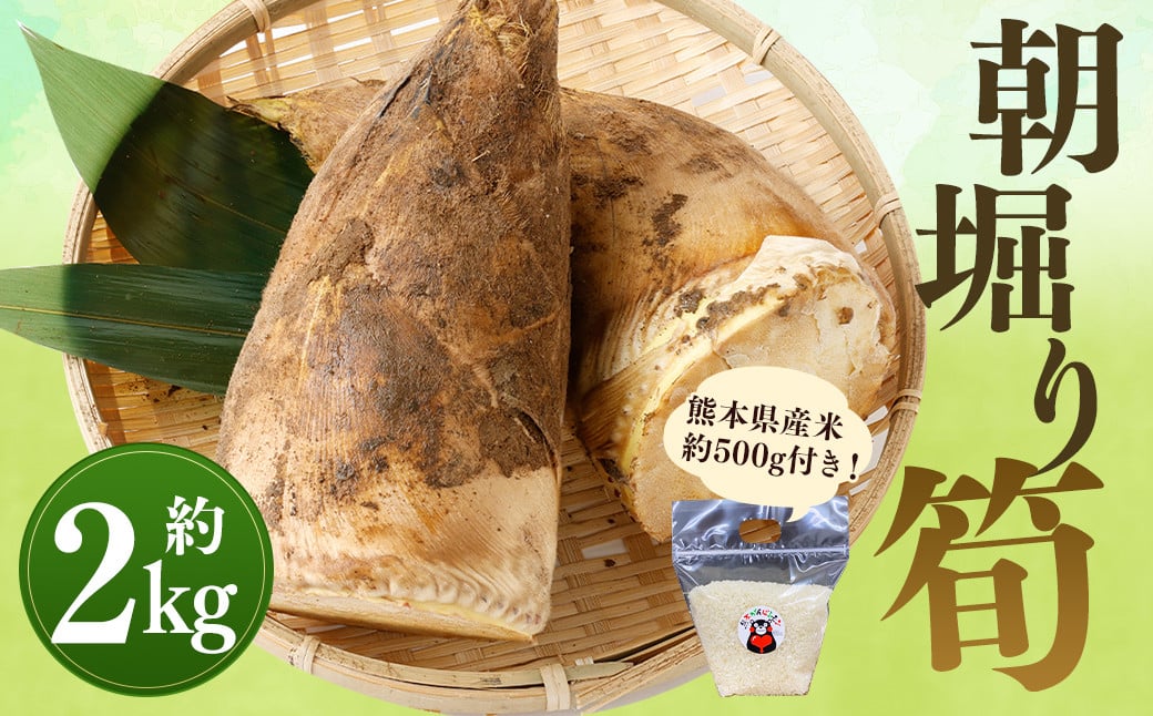 【数量限定】朝堀り 筍 2kg 熊本県産米(約500g)付き【2026年3月上旬〜4月下旬迄発送予定】熊本県益城町12500野菜・きのこその他 野菜