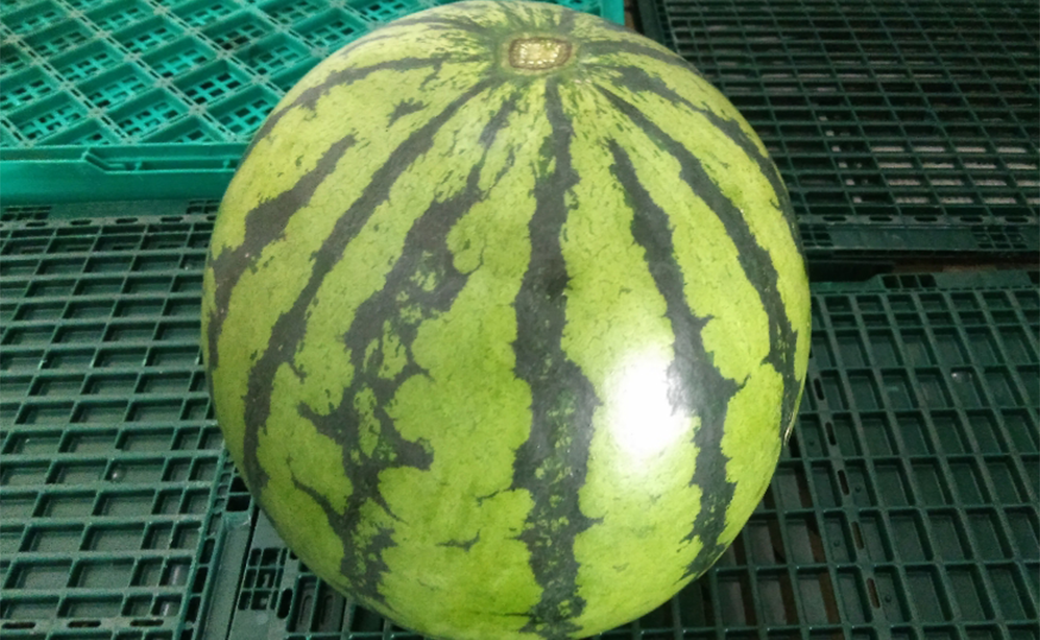 大玉 すいか 1玉 8kg 以上 西瓜 益城産【2026年4月下旬〜7月上旬発送予定】熊本県益城町12500果物・フルーツメロン・スイカ