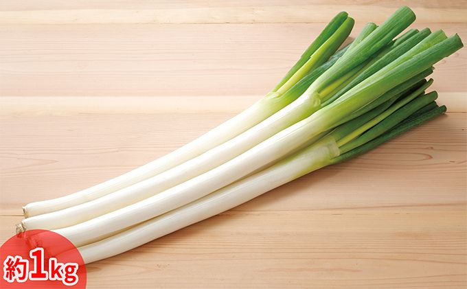 今金産軟白長ねぎ 約1kg F21W-247北海道今金町5000野菜・きのこ玉ねぎ・ねぎ