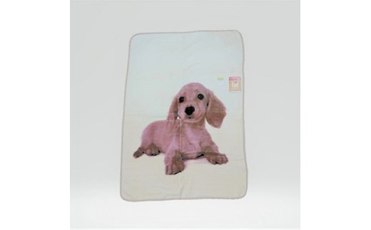 Ð CX`[Hn[tPbg _bNXth cx[W [0747]{Îs5000G݁EpiQE^I